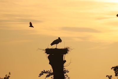 Silhouette bird perching on nest against sky during sunset