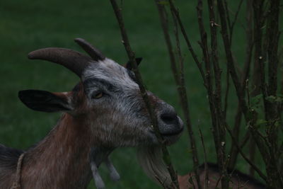 Close-up of deer