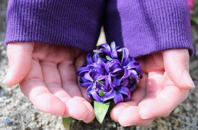 Close-up of hand holding purple flower