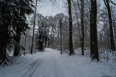 Snow covered road amidst trees in forest during winter