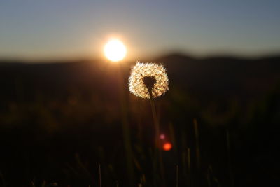 Close-up of dandelion on field against sky during sunset