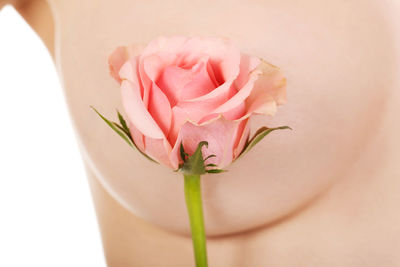 Close-up of rose by woman breast against white background