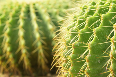 Close-up of cactus