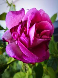 Close-up of pink rose flower