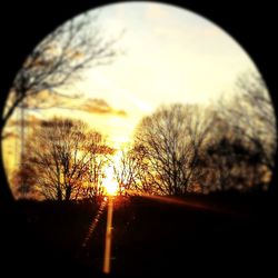 Silhouette of trees at sunset