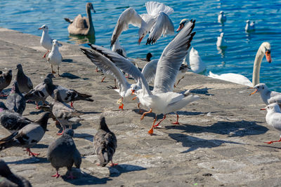Seagulls and birds in the sea
