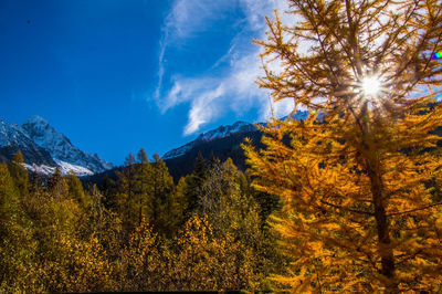 Sun shining through trees in forest