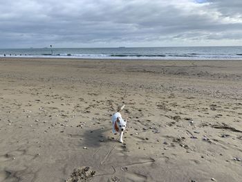 Dog on beach