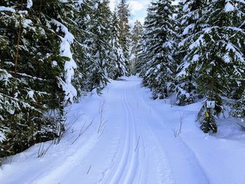 Snow covered road amidst trees in forest during winter