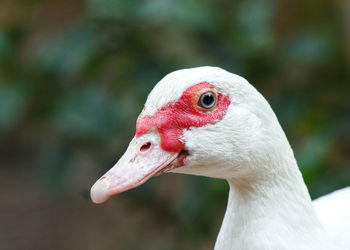 Close-up of a parrot