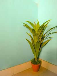 Close-up of potted plant on table against wall