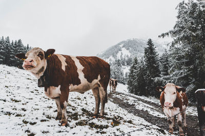 Cows on a snowy meadow