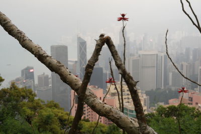 Close-up of tree with cityscape in background