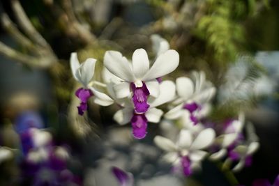 Close-up of white flowering plant