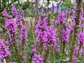 Close-up of purple lavender flowers