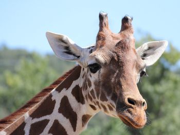 Close-up portrait of giraffe