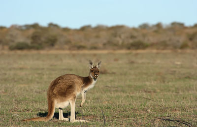 Portrait of kangaroo on field