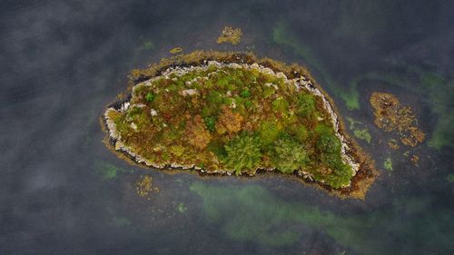 High angle view of plants in sea