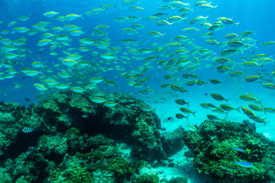 Fish swimming in sea