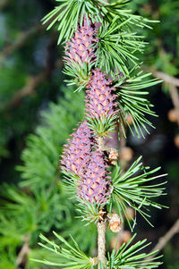 Close-up of thistle growing on tree