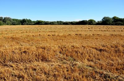 Scenic view of field of straw against clear sky