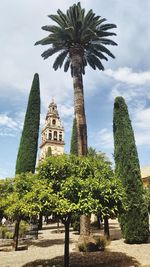 Low angle view of palm trees against sky