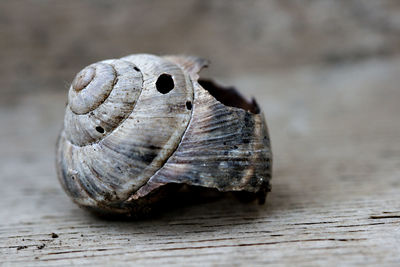 Close-up of lizard on wood