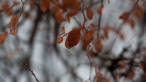 Close-up of dried leaves on plant during autumn