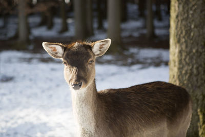 Portrait of a roe deer in the sunlight