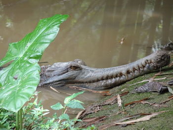Close-up of false gharial on bank