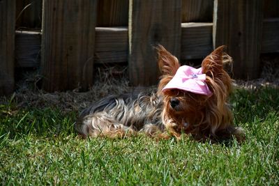 Dog lying on grass