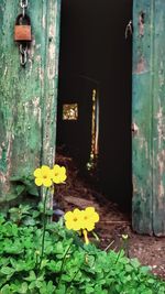 Yellow flowers on door