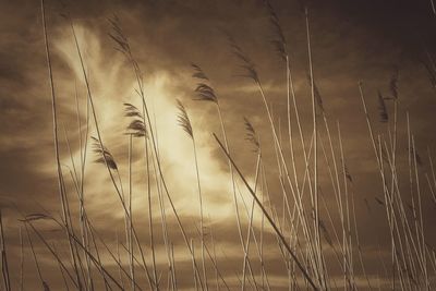 View of plants against sky