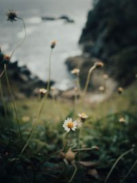 Close-up of flowering plant on field