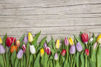 Close-up of multi colored tulips
