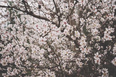 Low angle view of pink flowers blooming on tree