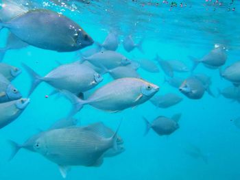 Fish swimming in sea