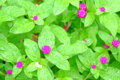 Close-up of wet plant with pink leaves