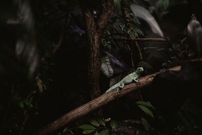 Close-up of lizard on tree in forest