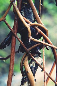 Close-up of rusty metal fence against trees