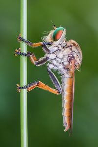 Close-up of insect on plant