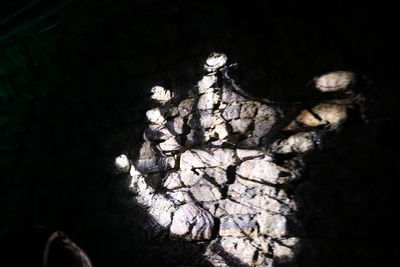 Close-up of person on tree at night