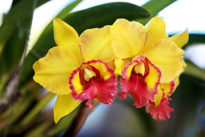 Close-up of yellow flowering plant