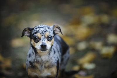 Close-up portrait of chihuahua dog