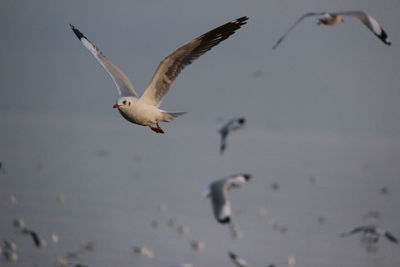 Seagulls flying in the sky