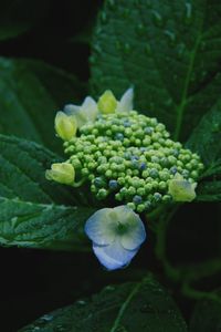 Close-up of flowering plant