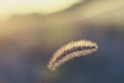 Close-up of grass against sky