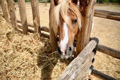 Horse in ranch