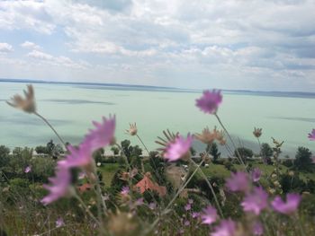 Close-up of flowers growing by sea against sky