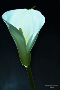 Close-up of blue calla lily against black background